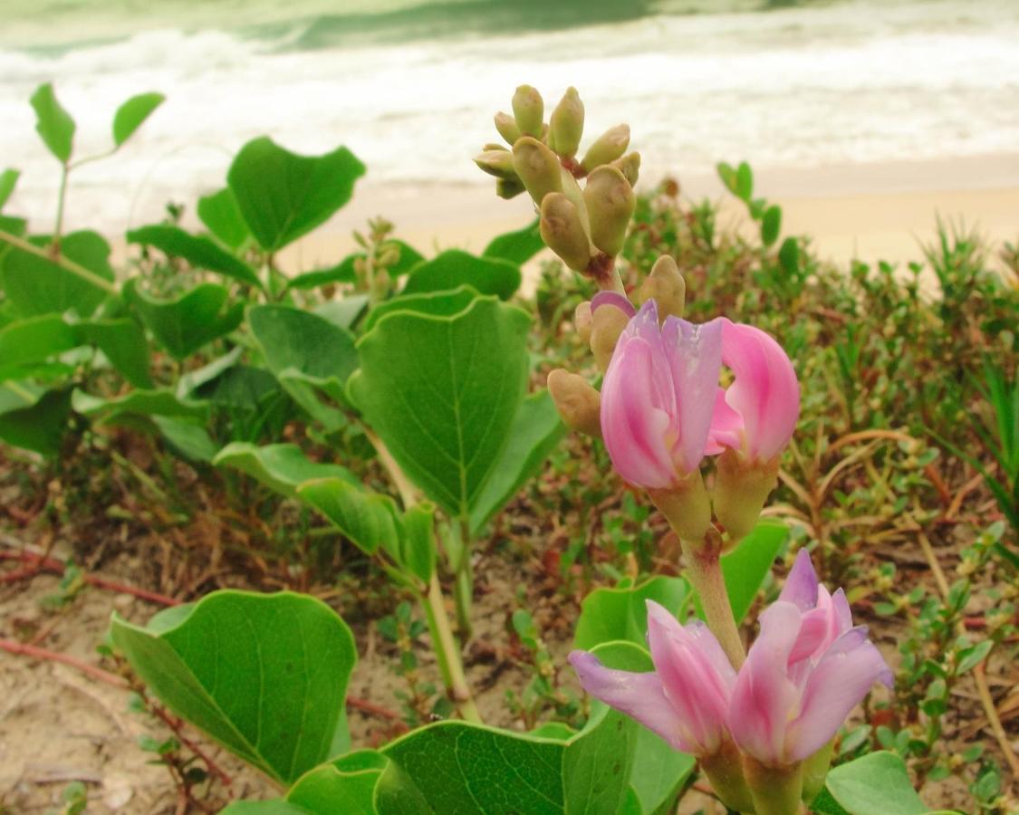 Recanto Do Encanto Florianópolis المظهر الخارجي الصورة
